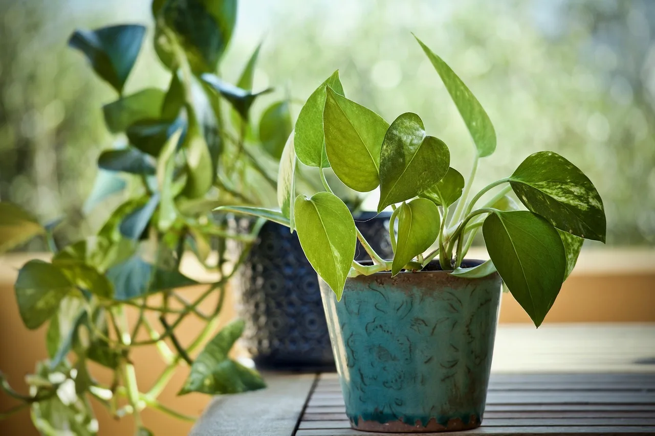 Pothos in vaso su davanzale illuminato, circondato da altre piante verdi.